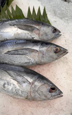 Buzda taze ton balıklı uskumru yerel balık, Japon katsuo balığı veya yerel suşi restoranında bonito tuna veya cakalang veya tongkol.