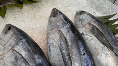 Buzda taze ton balıklı uskumru yerel balık, Japon katsuo balığı veya yerel suşi restoranında bonito tuna veya cakalang veya tongkol.