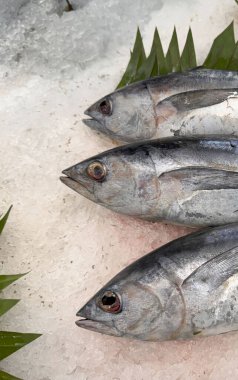 Buzda taze ton balıklı uskumru yerel balık, Japon katsuo balığı veya yerel suşi restoranında bonito tuna veya cakalang veya tongkol.
