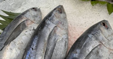 Buzda taze ton balıklı uskumru yerel balık, Japon katsuo balığı veya yerel suşi restoranında bonito tuna veya cakalang veya tongkol.