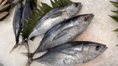 Buzda taze ton balıklı uskumru yerel balık, Japon katsuo balığı veya yerel suşi restoranında bonito tuna veya cakalang veya tongkol.
