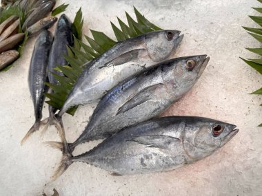 Buzda taze ton balıklı uskumru yerel balık, Japon katsuo balığı veya yerel suşi restoranında bonito tuna veya cakalang veya tongkol.