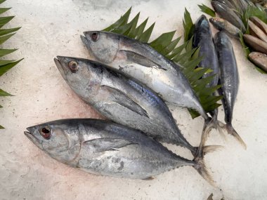 Buzda taze ton balıklı uskumru yerel balık, Japon katsuo balığı veya yerel suşi restoranında bonito tuna veya cakalang veya tongkol.
