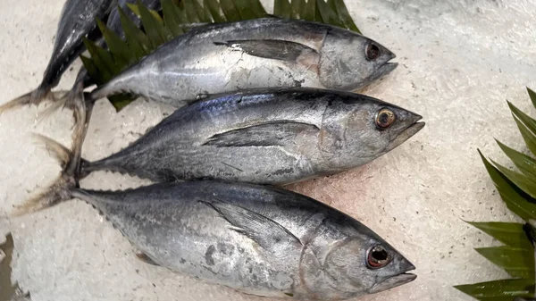 Tuna Mackerel fish fresh in the ice, local produce fish, japanese katsuo fish, or bonito tuna or cakalang or tongkol in local sushi restaurant