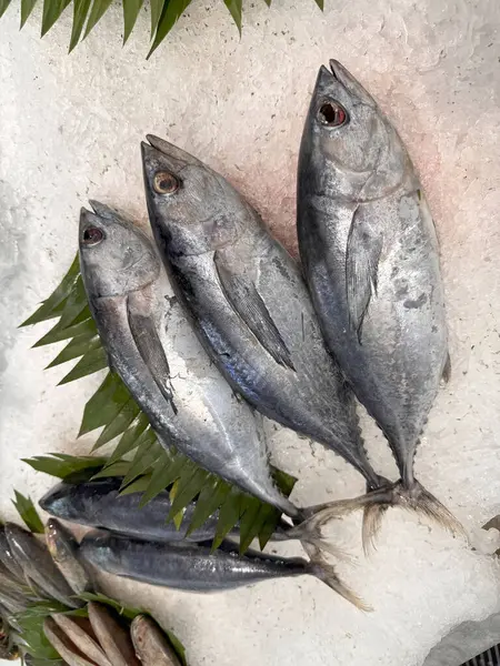 Buzda taze ton balıklı uskumru yerel balık, Japon katsuo balığı veya yerel suşi restoranında bonito tuna veya cakalang veya tongkol.