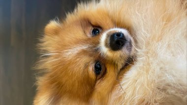 Pomeranian Spitz köpeği şirin poz gülümseyen pomerania spitz yuvarlak yüzlü, arka plan içeriği için çok mutlu yakın plan fotoğrafı