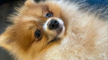 Pomeranian Spitz köpeği şirin poz gülümseyen pomerania spitz yuvarlak yüzlü, arka plan içeriği için çok mutlu yakın plan fotoğrafı