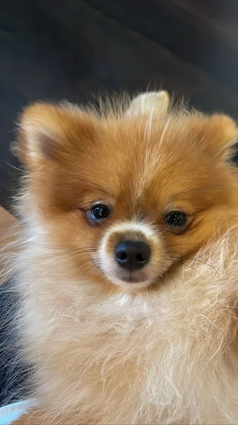 Pomeranian Spitz dog cute lovely pose smiling fluffy Pomerania spitz with rounded face, very happy good for background content close up photo