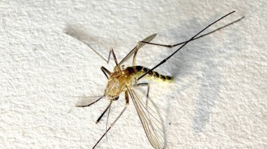 Beyaz kağıda sarılan sivrisinekler Aedes aegypti sivrisinekleridir. Tehlikeli bir sivrisineği kapatın. Sıtma gibi tehlikeli hastalıklar yaratın.