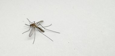 Beyaz kağıda sarılan sivrisinekler Aedes aegypti sivrisinekleridir. Tehlikeli bir sivrisineği kapatın. Sıtma gibi tehlikeli hastalıklar yaratın.