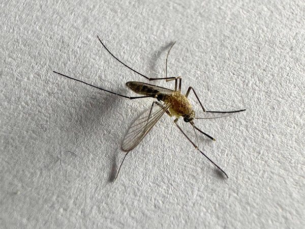 Комары изолированы на белом бумажном фоне Aedes aegypti Mosquito. Закрыть опасный комар, создавая опасные заболевания, такие как малярия