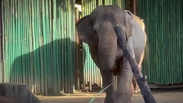 Замедленная Съемка Слонов Живущих Центре Человеческой Экосистемы Используемых Помощи Человеческой — стоковое видео
