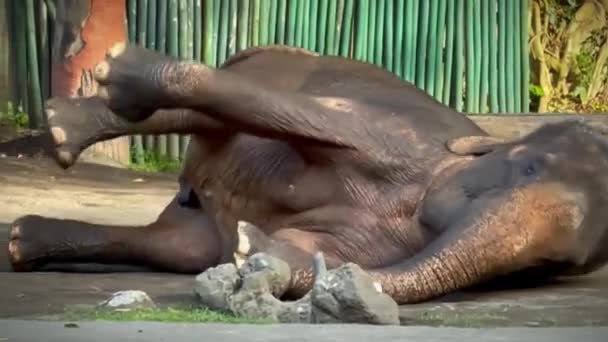 人間の生態系の真ん中に住むゾウの ゆっくりとした動きの映像が 人間の文明を助けるために使われています — ストック動画