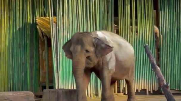 Замедленная Съемка Слонов Живущих Центре Человеческой Экосистемы Используемых Помощи Человеческой — стоковое видео