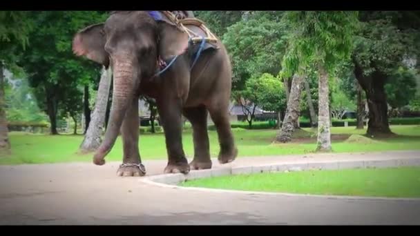 Filmato Rallentatore Elefante Che Vive Nel Mezzo Dell Ecosistema Umano — Video Stock