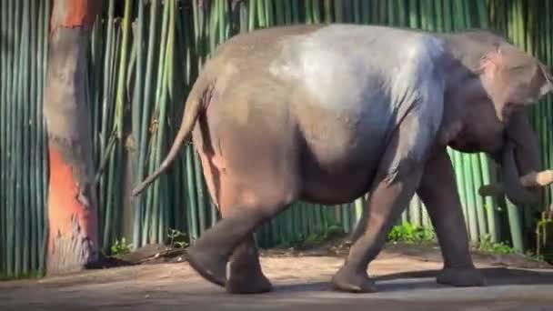Imágenes Cámara Lenta Elefante Viviendo Medio Del Ecosistema Humano Siendo — Vídeos de Stock