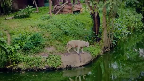 Tigre Branco Inquieto Capturado Pela Margem Rio Perto Pela Habitação — Vídeo de Stock