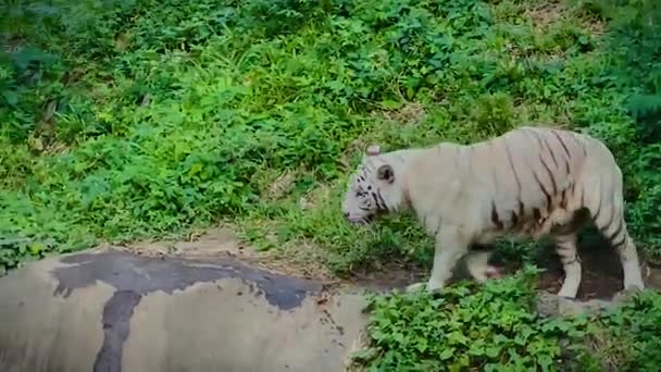Harimau Putih Gelisah Tertangkap Oleh Tepi Sungai Dekat Dengan Tempat — Stok Video