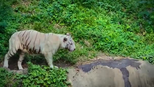 Niespokojny Biały Tygrys Złapany Przez Brzeg Rzeki Pobliżu Ludzkiego Miejsca — Wideo stockowe