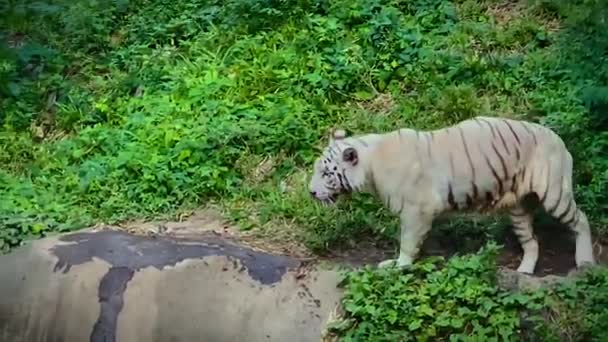 Беспокойный Белый Тигр Пойманный Берегу Реки Рядом Человеческим Населением Выглядит — стоковое видео