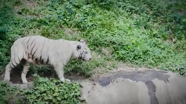 Неспокійний Білий Тигр Спійманий Берегом Річки Біля Людського Житла Виглядає — стокове відео