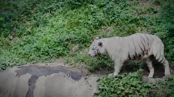 リバーバンクの近くで捕らえられた落ち着きのない白い虎は 空腹で興奮している人間の居住を見ています — ストック動画