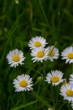 Mutlak Güzel Daisy çiçeği yaz günü güneş ışığı altında parkta açar, oda dekorasyonu ya da multimedya arka planı için iyidir.