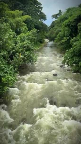 Naturalny Potok Rzeczny Lesie Tropikalnym Bogor Azji Piękne Krajobrazy Płynącej — Wideo stockowe