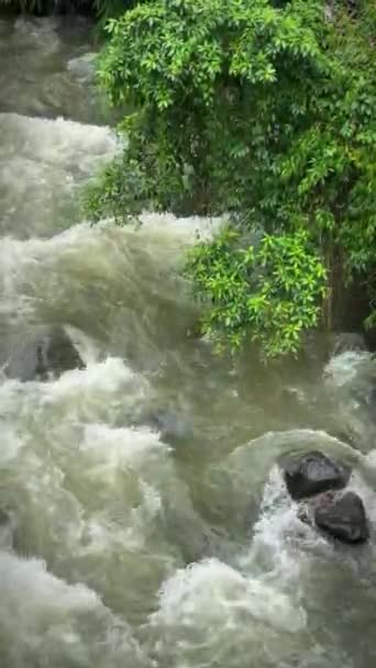 Fluxo Rio Natural Floresta Tropical Bogor Ásia Belo Cenário Água — Vídeo de Stock