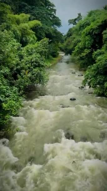 Asya Daki Bogor Tropikal Ormanlarındaki Doğal Nehir Akıntısı Güzel Bir — Stok video
