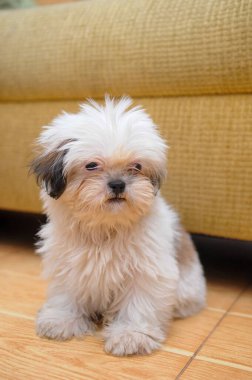 Tatlı beyaz Bichon Bolonez köpeği kameraya poz veriyor, tımar edilmeyi bekliyor. Uzun kürklü ve sevimli yüzlü.
