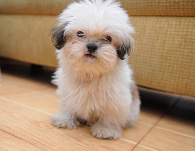 Tatlı beyaz Bichon Bolonez köpeği kameraya poz veriyor, tımar edilmeyi bekliyor. Uzun kürklü ve sevimli yüzlü.