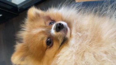 Pomeranian Spitz köpeği şirin poz gülümseyen pomeranya tükürüğü yuvarlak yüzlü, arka plan içeriği için çok mutlu