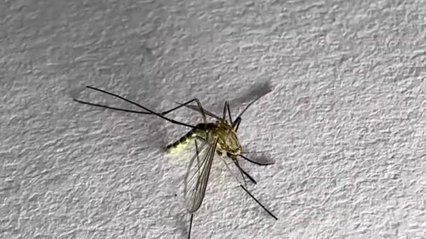 Mosquito Aislado Sobre Fondo Papel Blanco Aedes Aegypti Mosquito Cerrar — Vídeo de stock