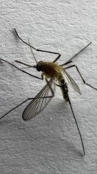 Mug Geïsoleerd Witte Papieren Achtergrond Aedes Aegypti Mug Sluit Een — Stockvideo