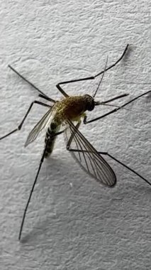Beyaz kağıda sarılan sivrisinekler Aedes aegypti sivrisinekleridir. Tehlikeli bir sivrisineği kapatın. Sıtma gibi tehlikeli hastalıklar yaratın. 