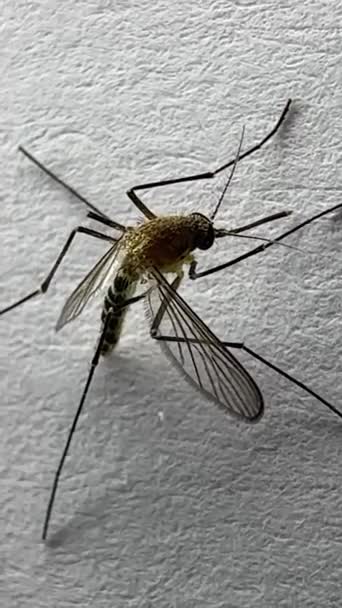 Москіти Ізольовані Білому Папері Фоні Aedes Aegypti Mosquito Крупним Планом — стокове відео