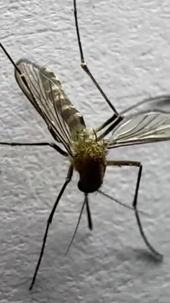 Mosquito Aislado Sobre Fondo Papel Blanco Aedes Aegypti Mosquito Cerrar — Vídeos de Stock