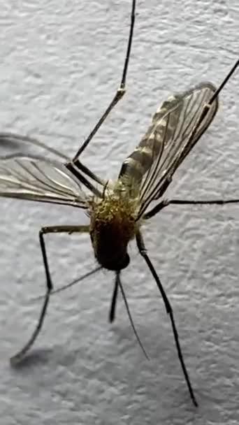 ホワイトペーパーの背景で隔離された蚊 アエデスはモスキートです 危険な蚊を閉じ マラリアなどの危険な病気を引き起こす — ストック動画