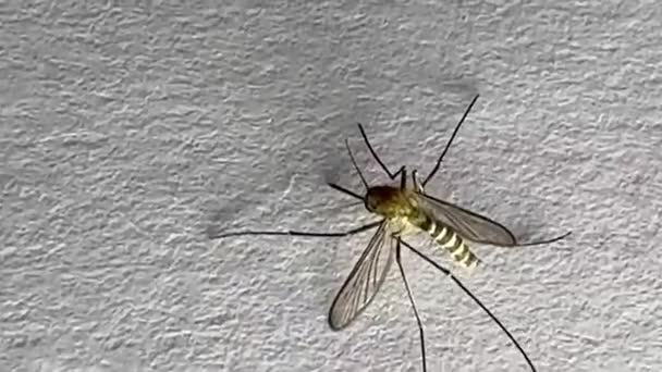 Beyaz Kağıda Sarılan Sivrisinekler Aedes Aegypti Sivrisinekleridir Tehlikeli Bir Sivrisineği — Stok video