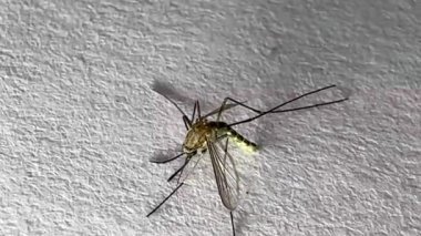 Beyaz kağıda sarılan sivrisinekler Aedes aegypti sivrisinekleridir. Tehlikeli bir sivrisineği kapatın. Sıtma gibi tehlikeli hastalıklar yaratın. 