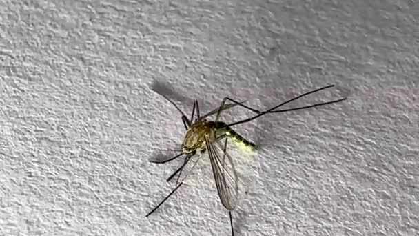 Moustique Isolé Sur Fond Papier Blanc Aedes Aegypti Mosquito Fermer — Video