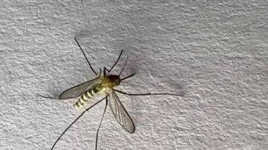 Beyaz kağıda sarılan sivrisinekler Aedes aegypti sivrisinekleridir. Tehlikeli bir sivrisineği kapatın. Sıtma gibi tehlikeli hastalıklar yaratın. 