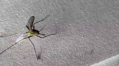 Beyaz kağıda sarılan sivrisinekler Aedes aegypti sivrisinekleridir. Tehlikeli bir sivrisineği kapatın. Sıtma gibi tehlikeli hastalıklar yaratın. 