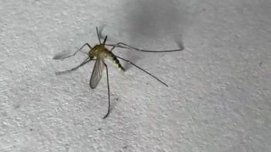 Beyaz kağıda sarılan sivrisinekler Aedes aegypti sivrisinekleridir. Tehlikeli bir sivrisineği kapatın. Sıtma gibi tehlikeli hastalıklar yaratın. 