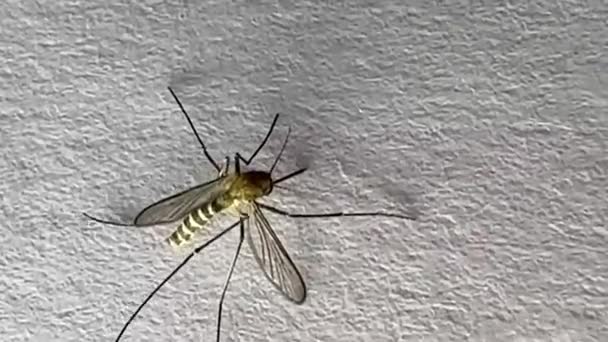 Mosquito Aislado Sobre Fondo Papel Blanco Aedes Aegypti Mosquito Cerrar — Vídeos de Stock