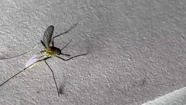 Москіти Ізольовані Білому Папері Фоні Aedes Aegypti Mosquito Крупним Планом — стокове відео