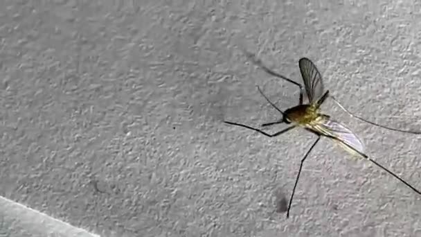 Moustique Isolé Sur Fond Papier Blanc Aedes Aegypti Mosquito Fermer — Video