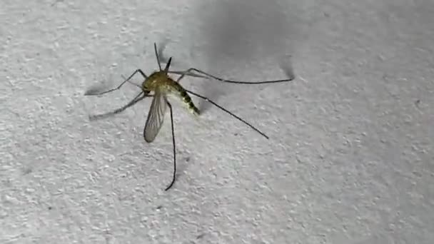 蚊子在白纸背景上被分离出来 埃及伊蚊蚊子 关闭危险的蚊子 造成疟疾等危险疾病 — 图库视频影像