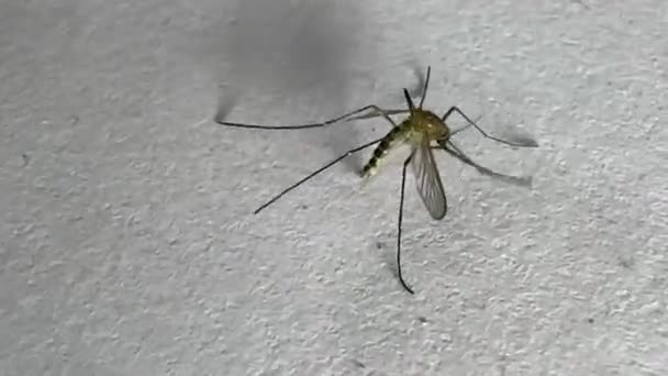 Комары Изолированы Белом Бумажном Фоне Aedes Aegypti Mosquito Закрыть Опасный — стоковое видео